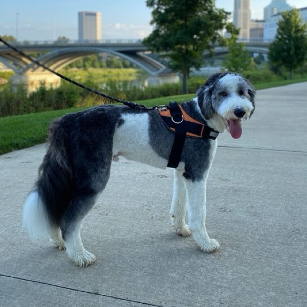 NWOT ShawnCo Essential Dog Harness - Picture 7 of 9